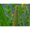 Acore odorant (Calamus) - Rhizome naturel en vrac - Sachet de 100g pour tisane