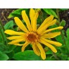Arnica - Capitule floral en vrac - Sachet de 100g pour tisane