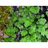Capillaire Vert - Fronde en vrac - Sachet de 100g pour tisane