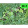 Cassis BIO - Feuille coupée menu en vrac - Sachet de 100g pour tisane