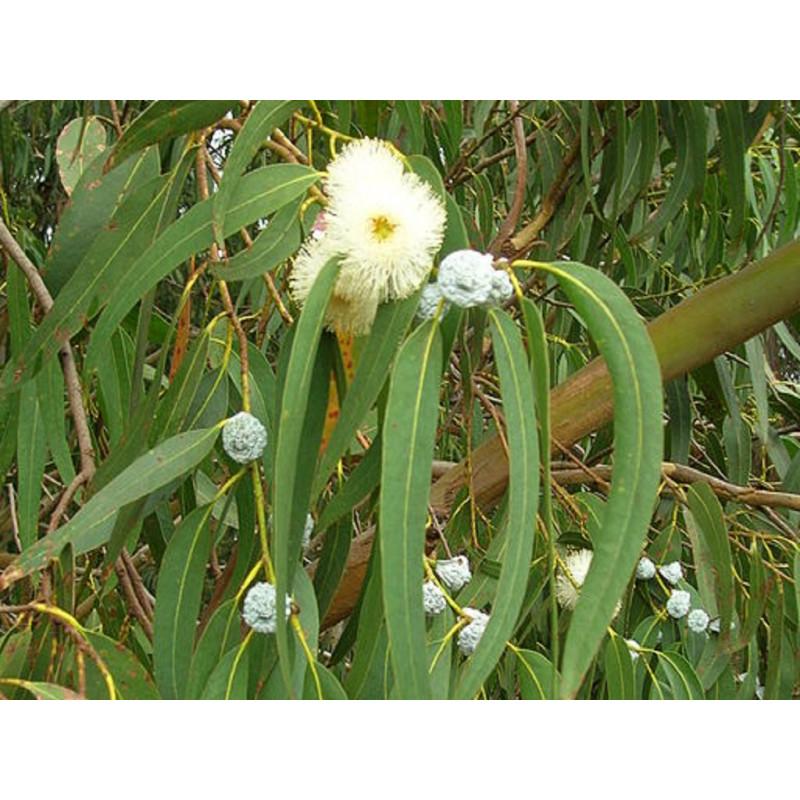 Eucalyptus feuille coupée en vrac - sachet de 200gr