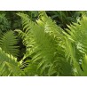 Fougère Mâle - Fronde en vrac - Sachet de 100g pour tisane