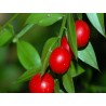 Fragon Petit Houx - Racine en vrac - Sachet de 200g pour tisane