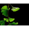 Ginkgo biloba - Feuille coupée en vrac - Sachet de 200g pour tisane