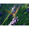 Lavandin - Fleur super en vrac - Sachet de 100g pour tisane