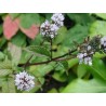 Menthe Poivrée - Petite feuille calibrée en vrac - Sachet de 100g pour tisane