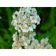 Millefeuille ( Achillée) fleur en vrac- sachet de 200gr pour tisane