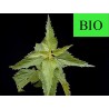 Ortie Piquante BIO - Feuille en vrac - Sachet de 100g pour tisane