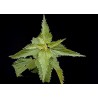 Ortie Piquante - Feuille en vrac - Sachet de 100g pour tisane