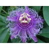 Passiflore - Partie aérienne en vrac - Sachet de 200g pour tisane