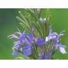 Romarin - Feuille en vrac - Sachet de 200g pour tisane