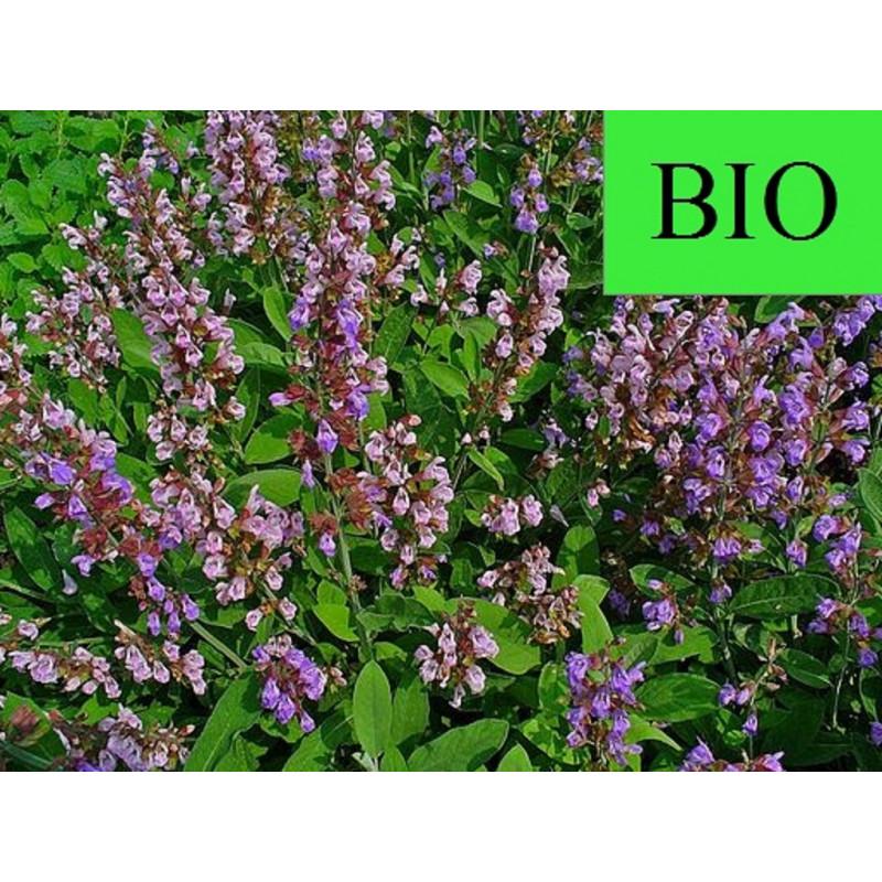 Tisane bio sauge feuille- herboristerie - agriculture France