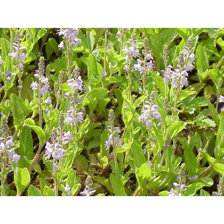 Véronique partie aérienne en vrac- sachet de 100 g pour tisane