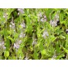 Véronique - Partie aérienne en vrac - Sachet de 100g pour tisane