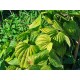 Yam ( Igname) tubercule en vrac - sachet de 100gr pour tisane