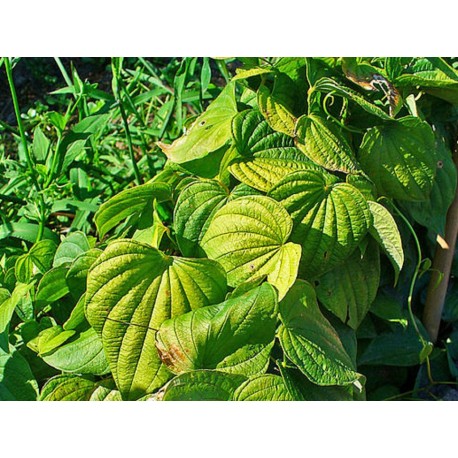Yam ( Igname) tubercule en vrac - sachet de 100gr pour tisane