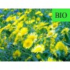 Chrysanthellum Americanum BIO - Partie aérienne en vrac - Sachet de 100g pour tisane