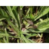 Plantain Lancéolé - Feuille en vrac - Sachet de 100g pour tisane