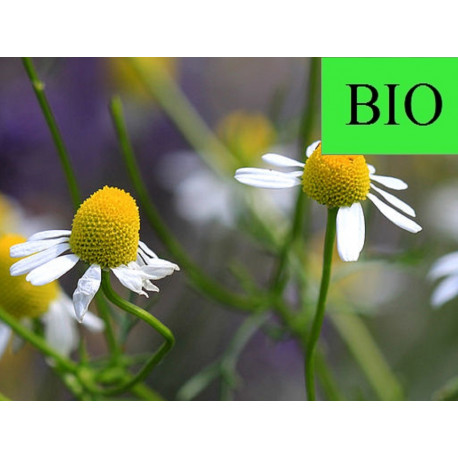 Matricaire BIO capitule floral extra en vrac - sachet de 50gr
