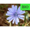 Chicorée BIO - Racine coupée menu en vrac - Sachet de 200g pour tisane