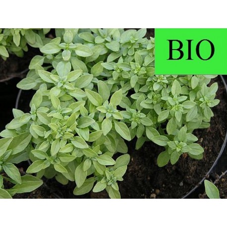 Basilic BIO feuille en vrac - sachet de 100gr pour tisane