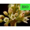 Bourdaine BIO - Ecorce en vrac - Sachet de 200g pour tisane