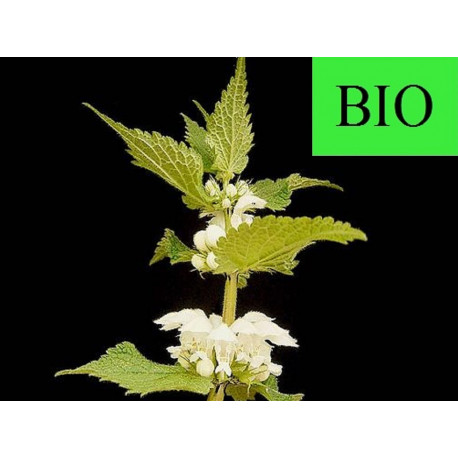 Ortie Blanche ( Lamier Blanc) sommité fleurie en vrac - sachet de 100gr pour tisane
