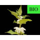 Lamier Blanc ( Ortie Blanche) sommité fleurie en vrac - sachet de 100gr pour tisane