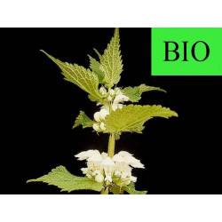 Lamier Blanc (Ortie Blanche) BIO - Sommité fleurie en vrac - Sachet de 100g pour tisane