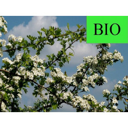 Aubépine BIO - Sommité fleurie en vrac - Sachet de 100g pour tisane