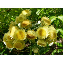 Immortelle - Fleur jaune en vrac - Sachet de 50g pour tisane