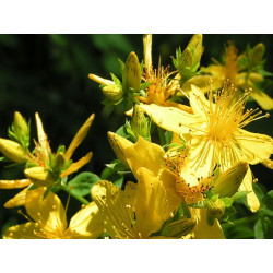 Millepertuis - Sommité fleurie en vrac - Sachet de 200g pour tisane