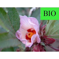Hibiscus (Karkadé) BIO - Fleur coupée menu en vrac - Sachet de 100g pour tisane