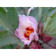 Hibiscus ( Karkadé) fleur coupée menu en vrac - sachet de 100gr pour tisane