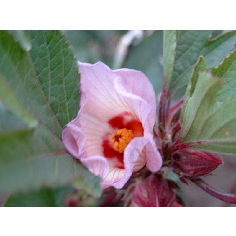 Hibiscus BIO - Plante en vrac pour infusion
