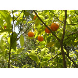 Oranger Bigaradier feuille coupée menu en vrac - sachet de 100gr pour tisane