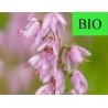 Bruyère BIO - Fleur qualité super en vrac - Sachet de 100g pour tisane