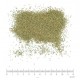 Céleri (Ache des marais) semence en vrac - sachet de 200gr pour tisane