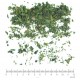 Ail des Ours partie aérienne en vrac- Sachet de 100g pour tisane
