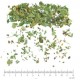 Aubépine sommité fleurie en vrac- sachet de 100g pour tisane