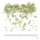 Boldo feuille entière coupée menu en vrac - sachet de 200g pour tisane