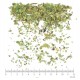 Busserole feuille en vrac- sachet de 100g pour tisane