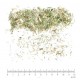 Caille Lait partie aérienne en vrac - sachet de 200gr pour tisane