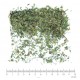 Capillaire Vert fronde en vrac - sachet de 100gr pour tisane
