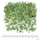 Cassis feuille coupée menu en vrac - sachet de 100gr pour tisane