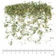 Damiana feuille en vrac - sachet de 100gr pour tisane
