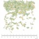 Eucalyptus feuille coupée en vrac - sachet de 200gr pour tisane