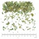 Frêne BIO feuille qualité extra coupée menu en vrac - sachet de 100gr pour tisane