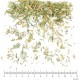 Fumeterre partie aérienne en vrac- sachet de 100g pour tisane
