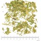 Ginkgo biloba feuille en vrac- sachet de 200g pour tisane
